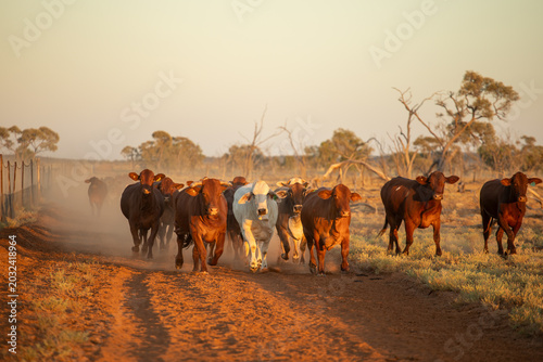 Beef cows trotting towards the viewer