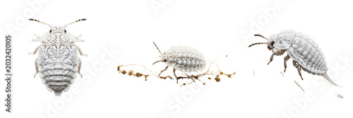 Принти на полотні Root mealybug underground plant pest showing biological anatomy, structural morphology, taxonomic classification traits, and agricultural crop damage parameters within a reference field