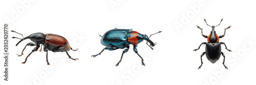 Tableau sur toile Sweet potato weevil root crop pest showing biological anatomy, structural morphology, taxonomic classification traits, and agricultural crop damage parameters within a reference field