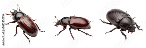 Photos Yam beetle tropical root crop pest showing biological anatomy, structural morphology, taxonomic classification traits, and agricultural crop damage parameters within a reference field