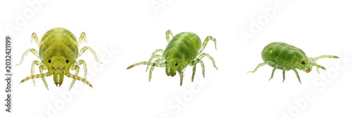 Quadro em tela Cassava green mite tiny crop pest bug showing biological anatomy, structural morphology, taxonomic classification traits, and agricultural crop damage parameters within a reference field