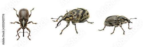Cuadro en lienzo Alfalfa weevil forage crop pest bug showing biological anatomy, structural morphology, taxonomic classification traits, and agricultural crop damage parameters within a reference field