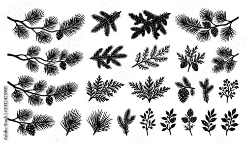 Photos Black and White Conifer Tree Branch Vector Collection with Pine Silhouettes