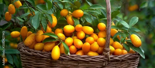 Panel kuchenny z motywem Ripe kumquat fruit filling rustic basket with leaves