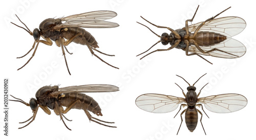 Four Views of a Small Fungus Gnat Insect on White Background