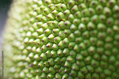 Fotografia extreme close-up exterior jackfruit texture dominant filling entire frame dense