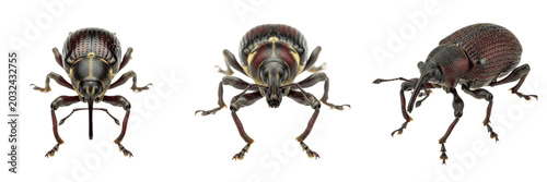Fotografía Pepper weevil vegetable pest showing plant anatomy, biological morphology, taxonomy traits, and agricultural crop damage parameters within reference database storage archive system profile