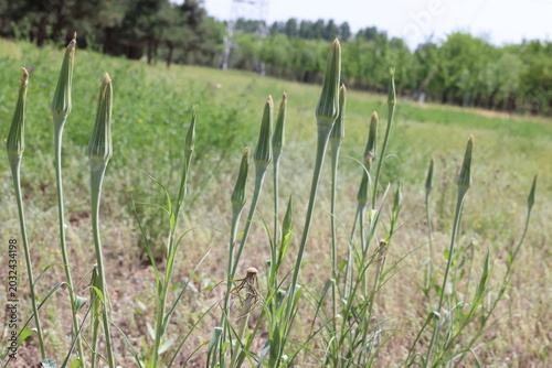 Fotografi Meadow Salsify、Showy Goat's-beard、Jack-go-to-bed-at-noon of Tragopogon