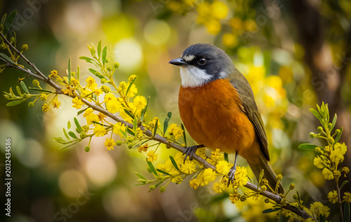 A close-up shot of a colorful Rufous Whistler bird perched on a flowering tree branch, bokeh background