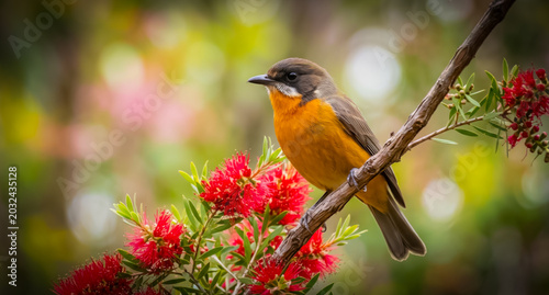 A close-up shot of a colorful Rufous Whistler bird perched on a flowering tree branch, bokeh background
