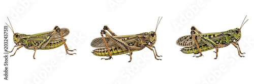 Foto Locust agricultural pest organism showing biological anatomy, structural morphology, taxonomic classification traits, and agricultural crop damage parameters within a reference field