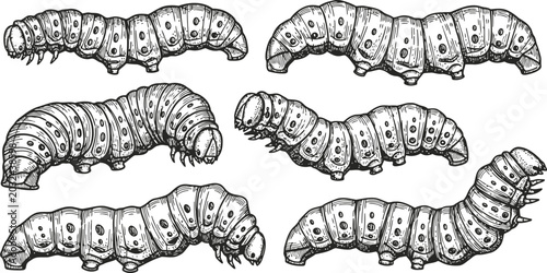 Foto Multiple caterpillars in a row with detailed textures and shadows on a white bac