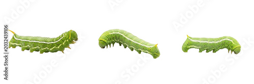 Photos Cabbage looper green inchworm pest showing biological anatomy, structural morphology, taxonomic classification traits, and agricultural crop damage parameters within a reference field