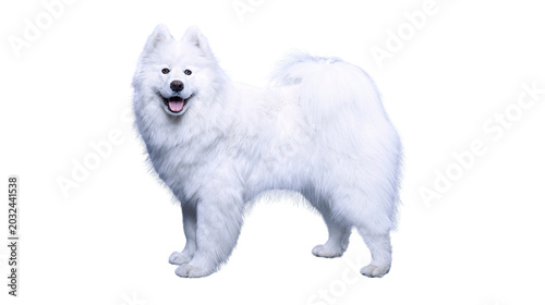 Tableau sur toile A fluffy white samoyed dog standing with its mouth open and tongue out against a