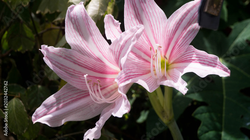 The flowers in the image are Amaryllis, specifically consistent with the Amaryllis belladonna (commonly known as the Jersey lily, Belladonna lily, or Naked Lady) or its close relative Hippeastrum. 