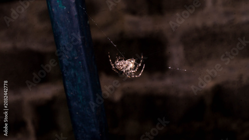 Bild auf Leinwand This spider appears to be an orb-weaver, specifically resembling the European Garden Spider (Araneus diadematus)