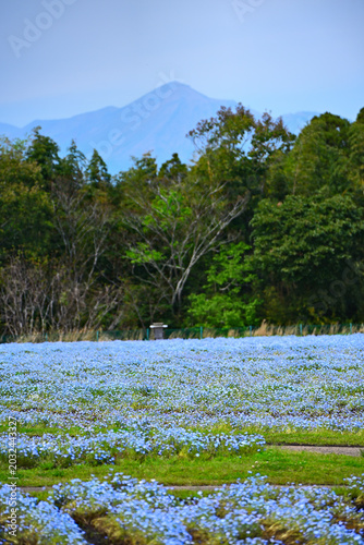 美しい山とネモフィラの自然風景