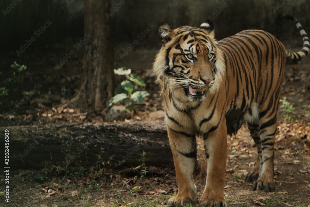 Fototapeta premium a Sumatran tiger is seen standing while looking around