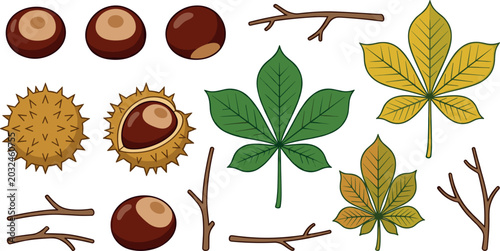 Bild auf Leinwand Horse Chestnut Vector Icon Set with Spiky Burrs Open Shells Edible Kernels Green