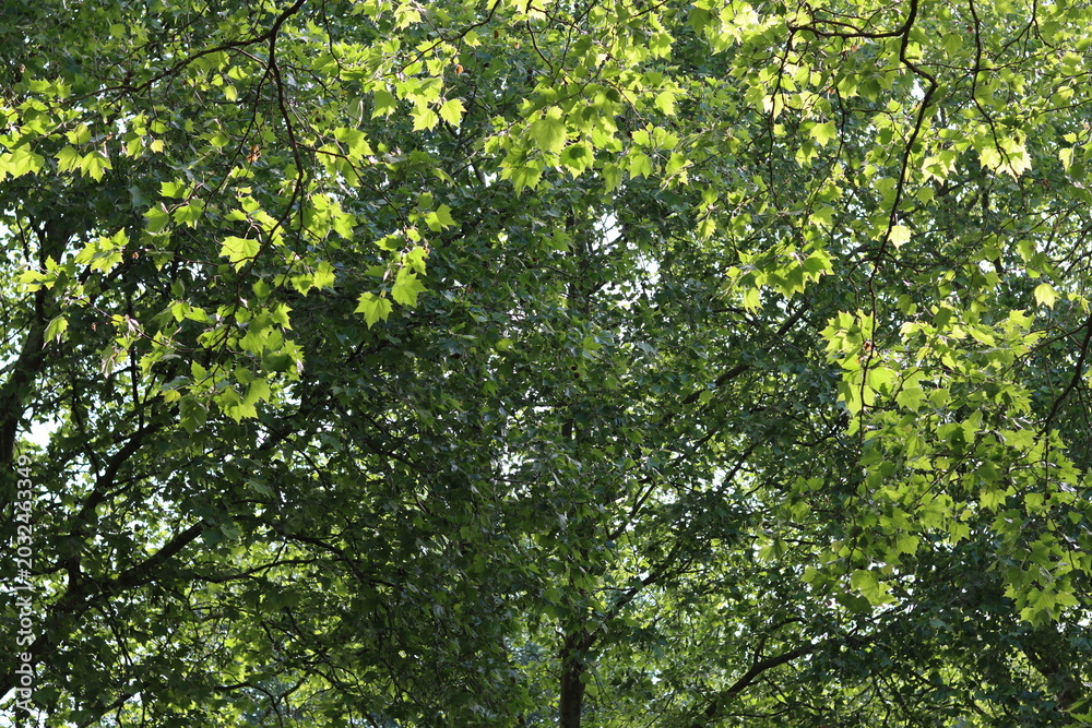 Fototapeta premium Underneath a tree canopy in a park