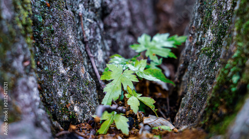 Obraz na płótnie 樹木の隙間に芽吹く小さな植物を写した成長イメージの自然写真