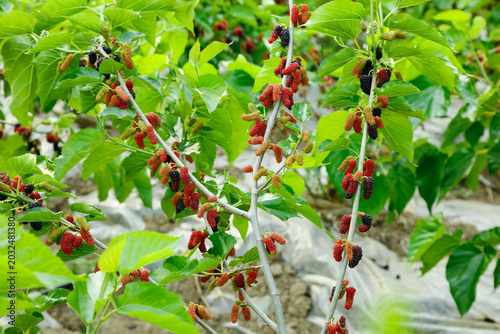 Fresh Mulberry Fruits Growing on Tree Branches in Garden Agriculture Setting