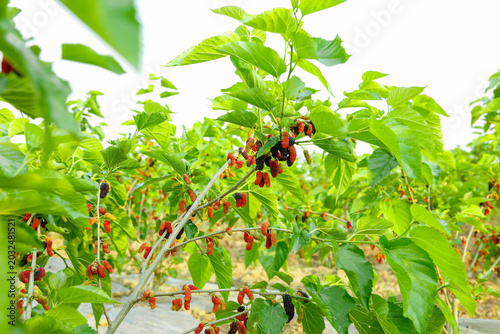 Fresh Mulberry Tree with Ripe Berries and Green Leaves in Natural Garden Setting