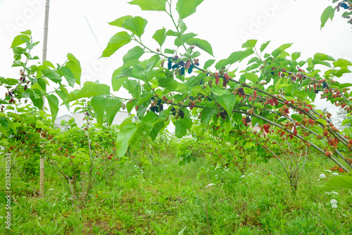 Fresh Mulberry Trees with Ripe Berries in Agricultural Cultivation Area - High Quality Fruit Growing