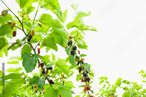 Mulberry Tree Branch with Ripe Black and Red Edible Fruit Among Green Leaves in Garden