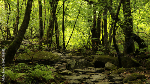Foto A rocky path meanders through a dense forest, characterized by heavy and abundant vegetation