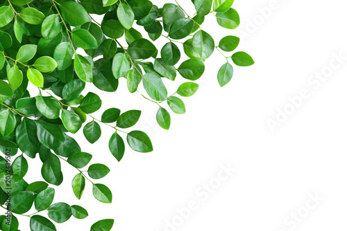 Close Up Green Foliage Cluster Against Black Background Nature Detail leaves plant