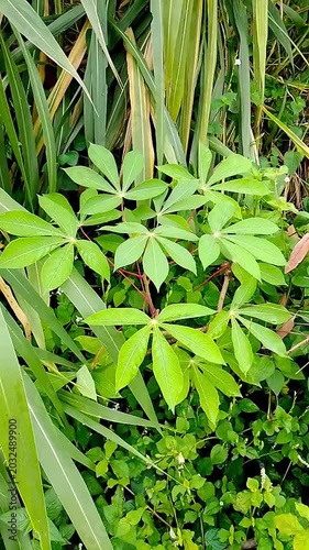 close up of green grass