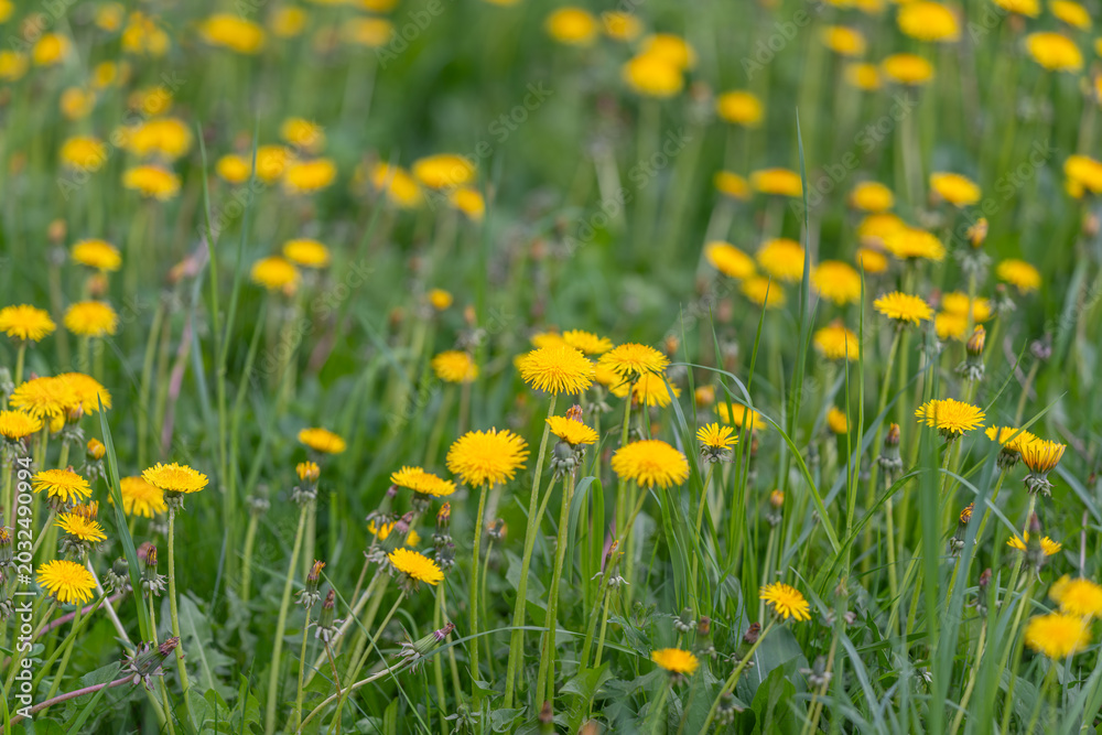 Fototapeta premium Sunlit flower blossoms in meadow. Glowing wildflowers bloom brightly in lush summer landscape. Sundrenched wild flora with dewy stems thriving amidst vibrant green grasses