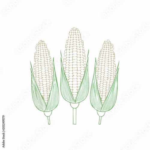 Three Corn Cobs Illustration