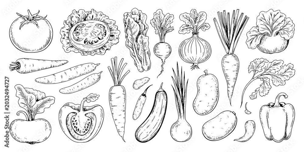Fototapeta premium Vegetables hand-drawn set with detailed line art illustrations featuring illustration, carrots, tomatoes with artichokes and turnips elements for