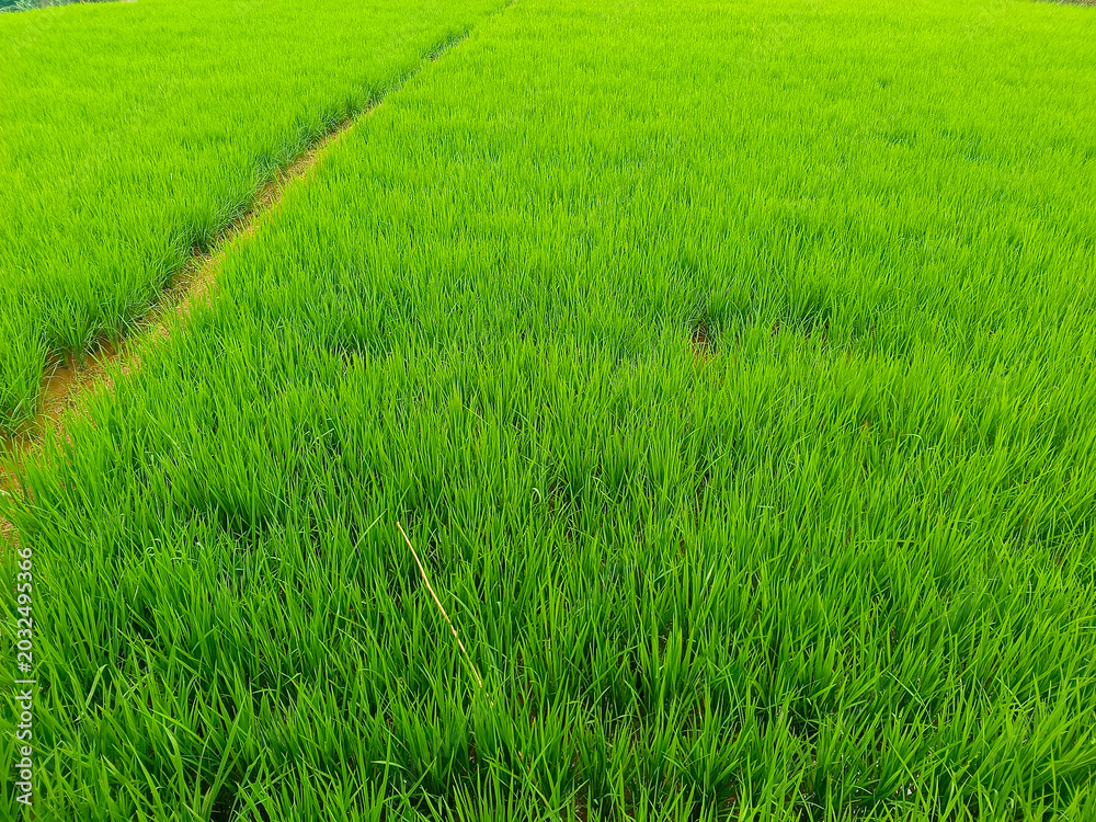 Obraz premium Fresh lush green paddy field background, natural texture of growing rice agriculture crops.