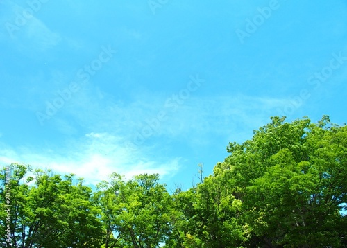 初夏の公園の新緑の欅と楠木と青空