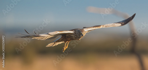 Male Western Marsh Harrier - Circus aeruginosus in low flight over El Taray, Spain. Striking front view of a hunting raptor with its characteristic grey and brown wings spread wide.
