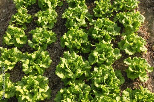 Bild auf Leinwand Fresh Lettuce Growing in Outdoor Farmland Field Ready for Seasonal Harvest
