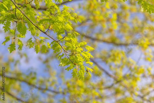 Fotografie Light and darkness interact on jagged leaves creating visual contrast