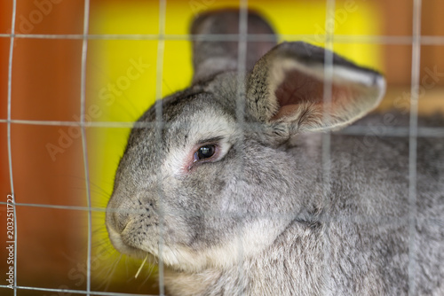 Canvastavla Rabbit in cage