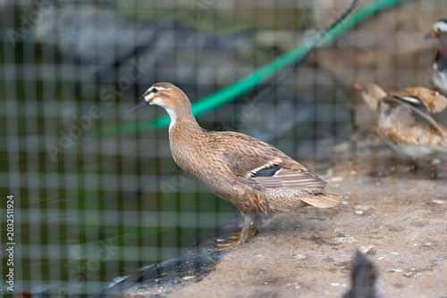 Obraz na plátně Mandarin bird observes surroundings carefully