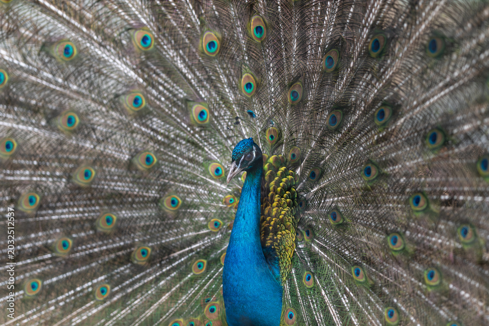 Obraz premium Vibrant blue peacock displaying full tail fan, iridescent eyespots catching sunlight over blurred garden background, proud stance, textured feather detail, shallow depth of field