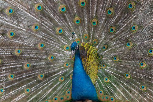 Dramatic peacock under bright spotlight with full fan spread, high contrast shimmer on eyespots, theatrical pose evoking majestic performance, bold color saturation