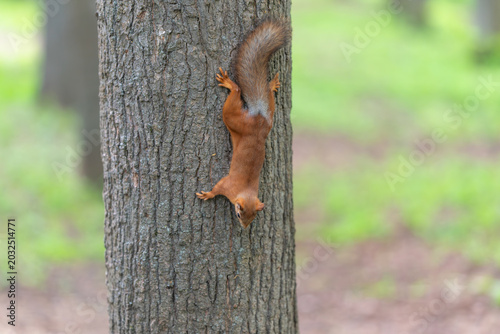 Tableau sur toile Energetic squirrel rapid descent through trees