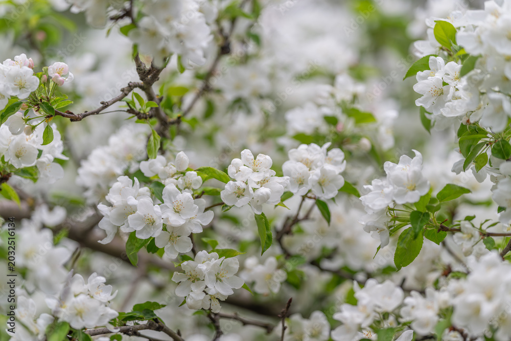 Fototapeta premium Serene white flower visuals enhance meditation and wellness experiences. Tranquil white floral designs support mindfulness and relaxation through soothing imagery