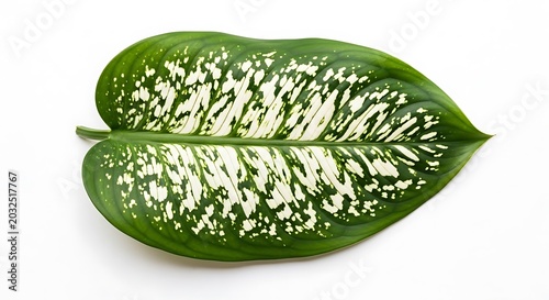 Close up of a vibrant green leaf with striking white variegation isolated