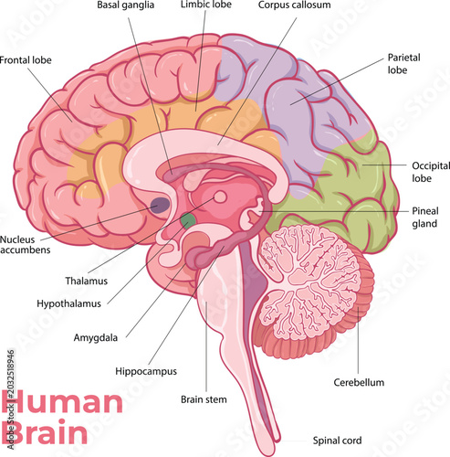 Cuadro en lienzo Human Brain Anatomy Diagram with Labeled Parts Illustration
