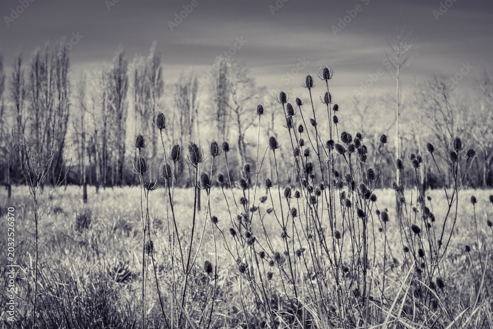 Obraz premium black and white silhouette of flowers in the fields, graphic design
