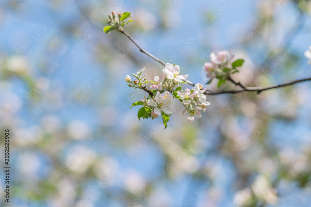 Obraz premium Gentle flower arrangement. Refined solitary bloom on slender branch scene. Elegant and simple solitary flower displayed on narrow branch against vibrant blue backdrop